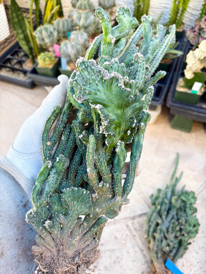 Bizarre Monvillea spegazzinii cristata (Yellow) | Little Scars