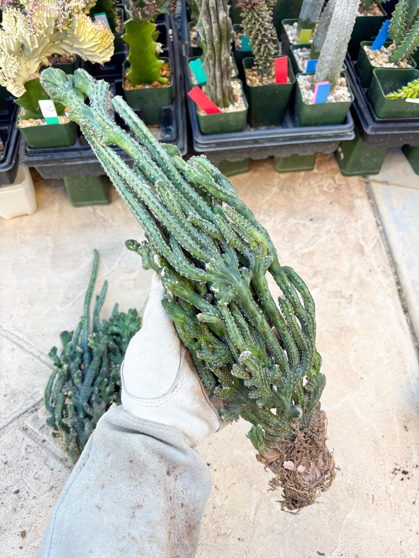 Bizarre Monvillea spegazzinii cristata (Yellow) | Little Scars