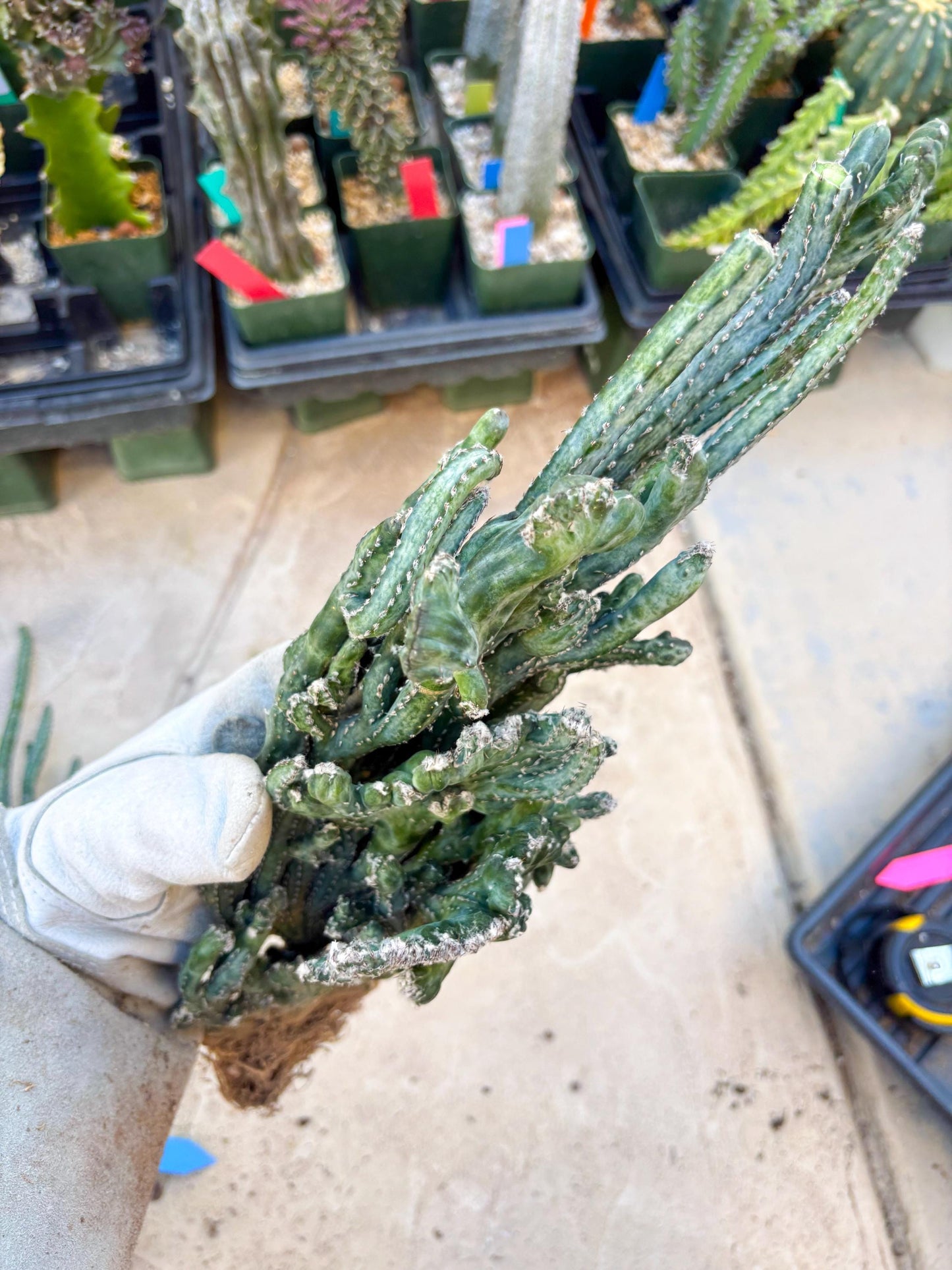 Bizarre Monvillea spegazzinii cristata (Yellow) | Little Scars