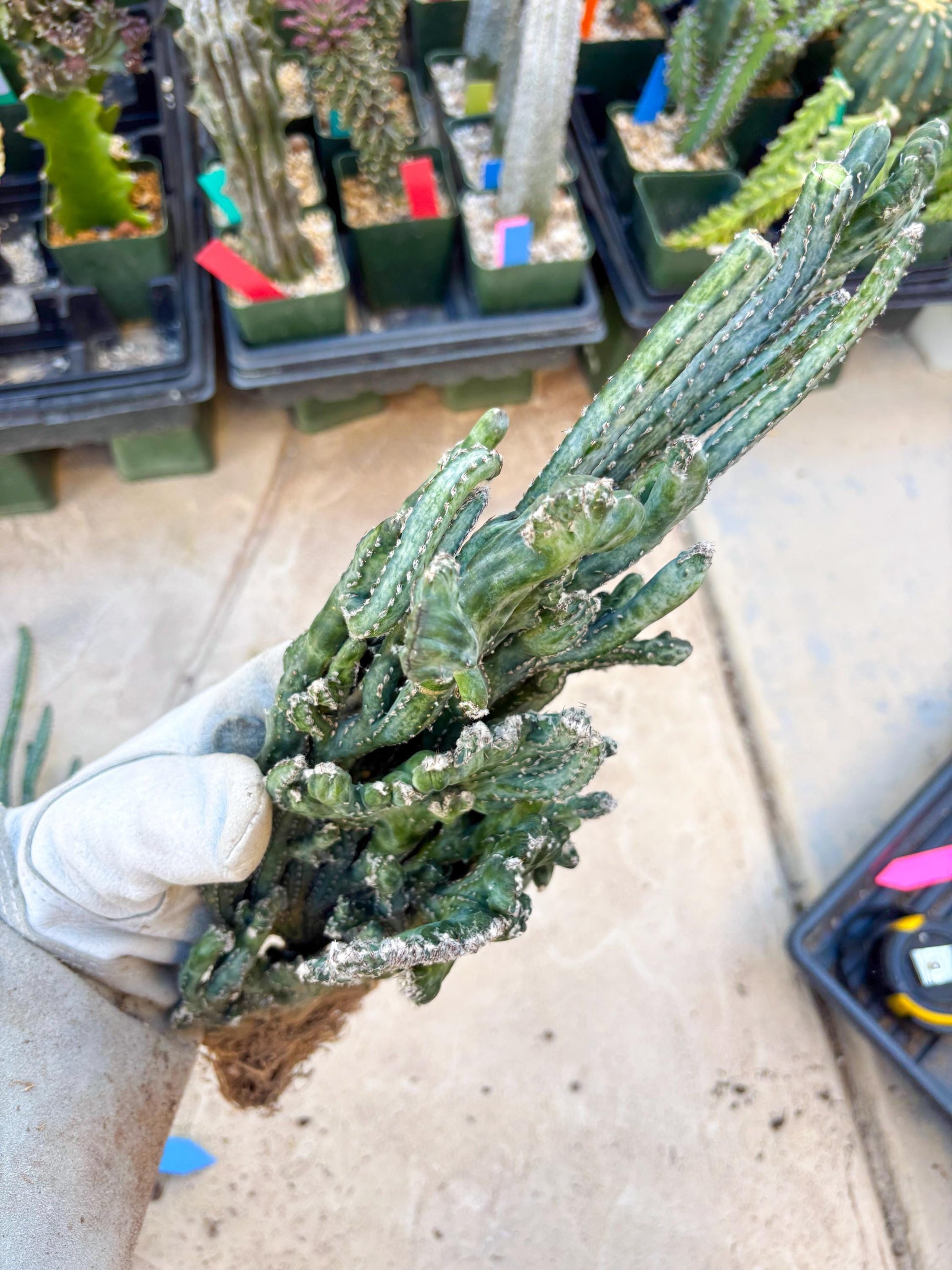 Bizarre Monvillea spegazzinii cristata (Yellow) | Little Scars