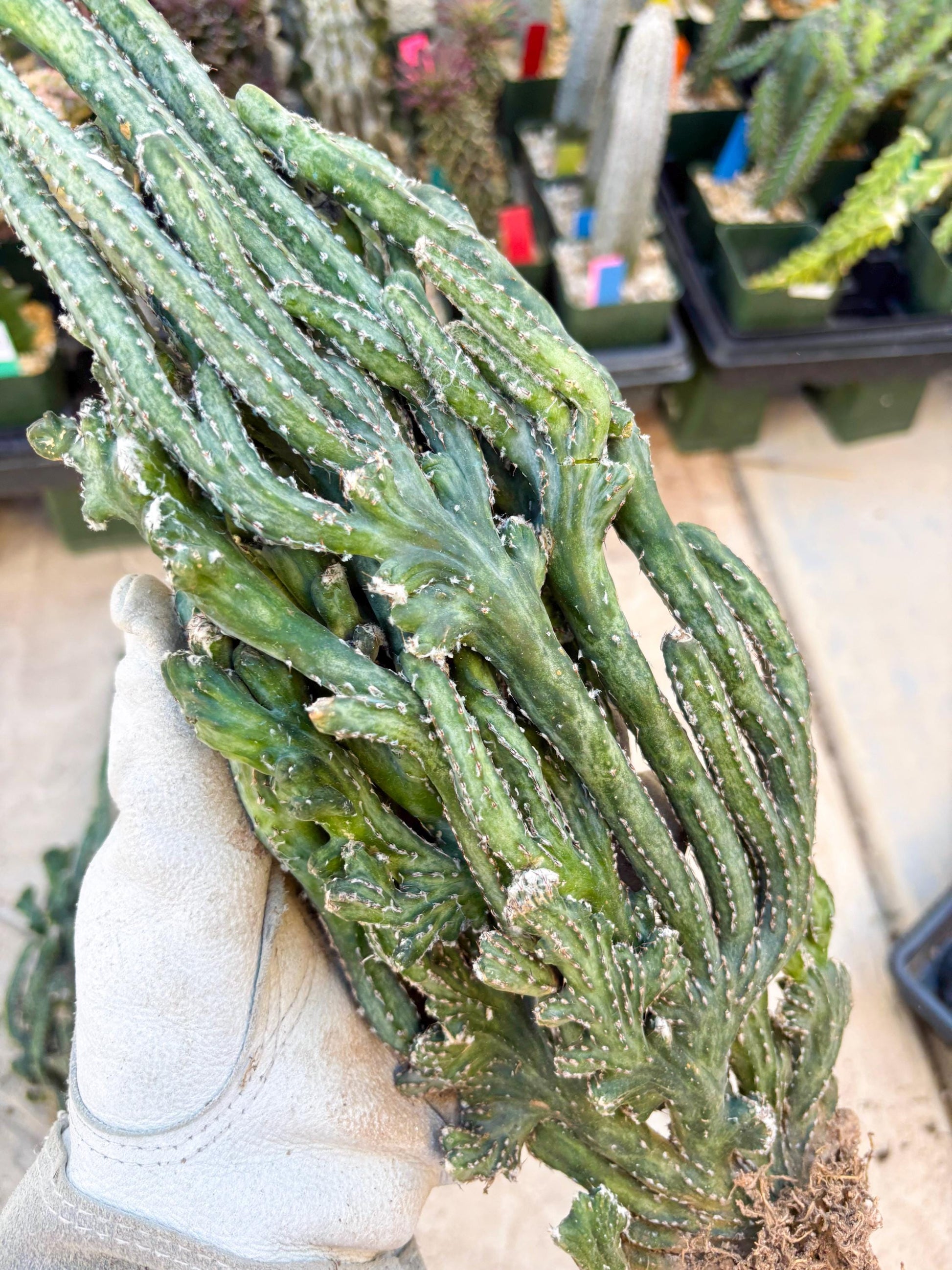 Bizarre Monvillea spegazzinii cristata (Yellow) | Little Scars