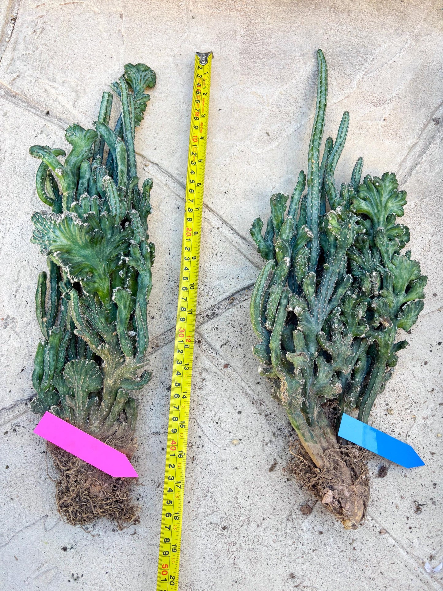 Monvillea spegazzinii cristata (Green) | Discounted lots of Scars