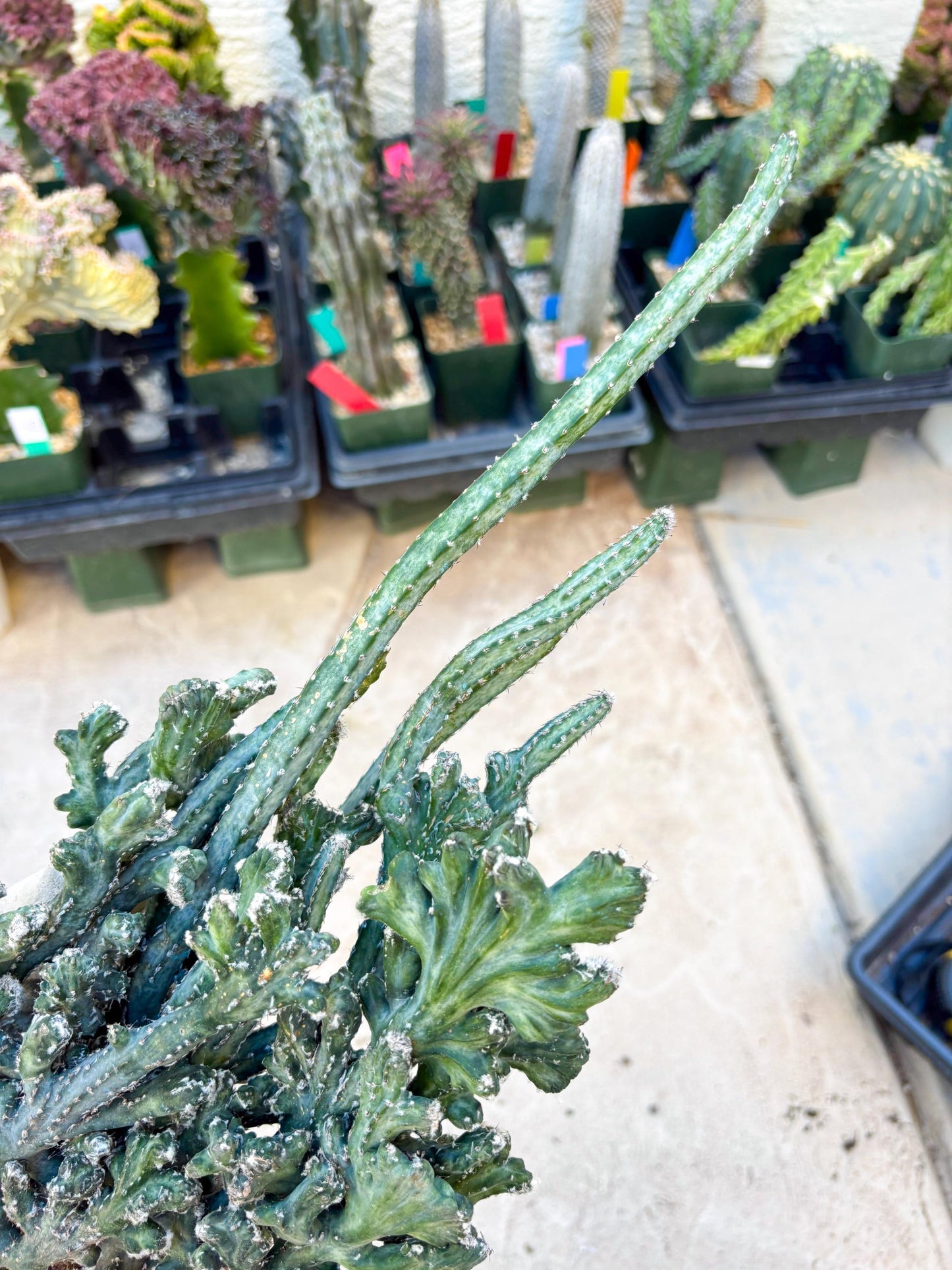 Monvillea spegazzinii cristata (Green) | Discounted lots of Scars