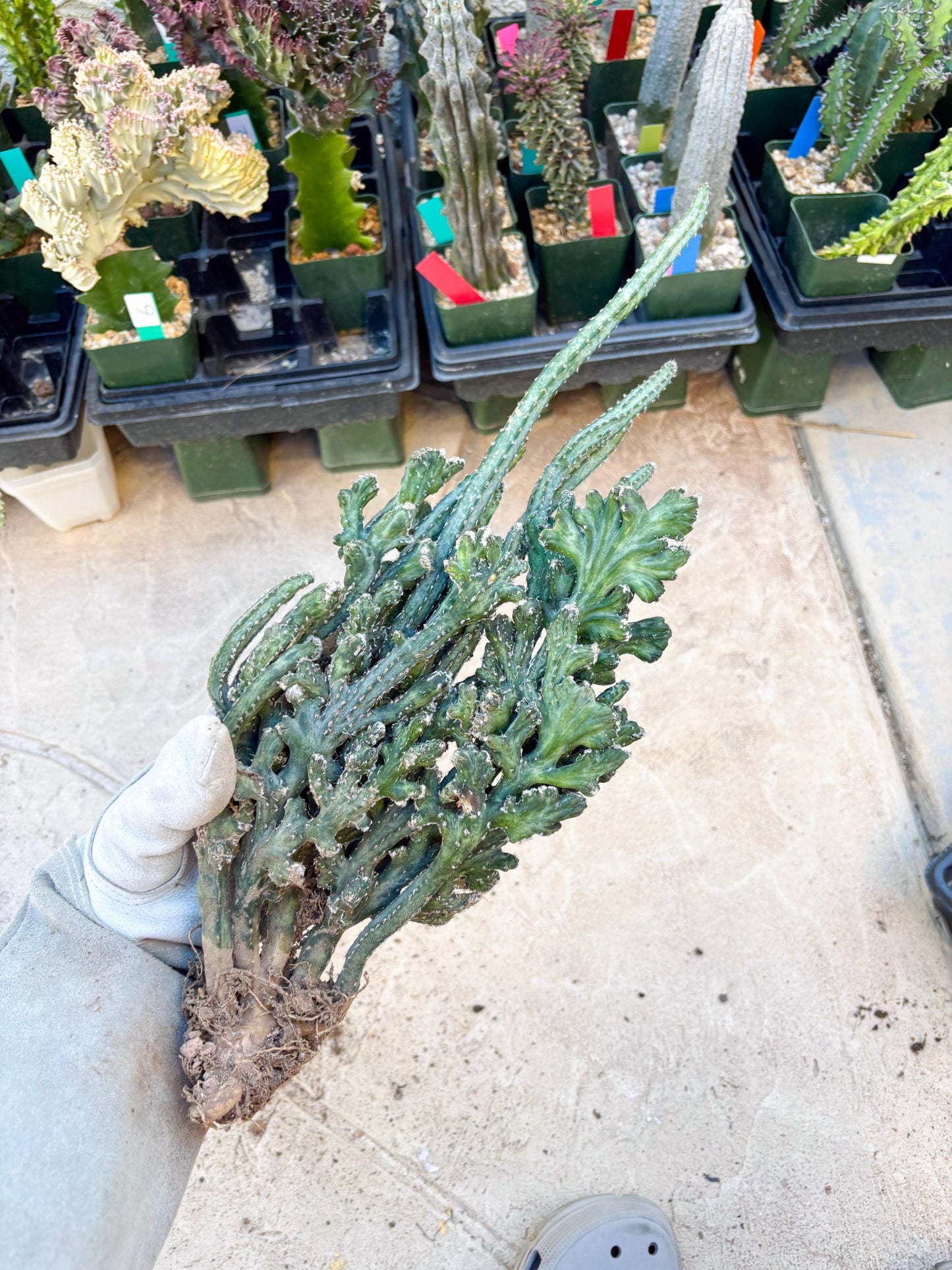 Monvillea spegazzinii cristata (Green) | Discounted lots of Scars