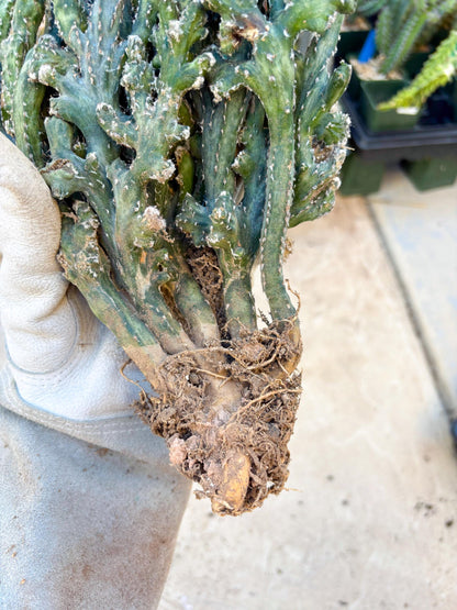 Monvillea spegazzinii cristata (Green) | Discounted lots of Scars