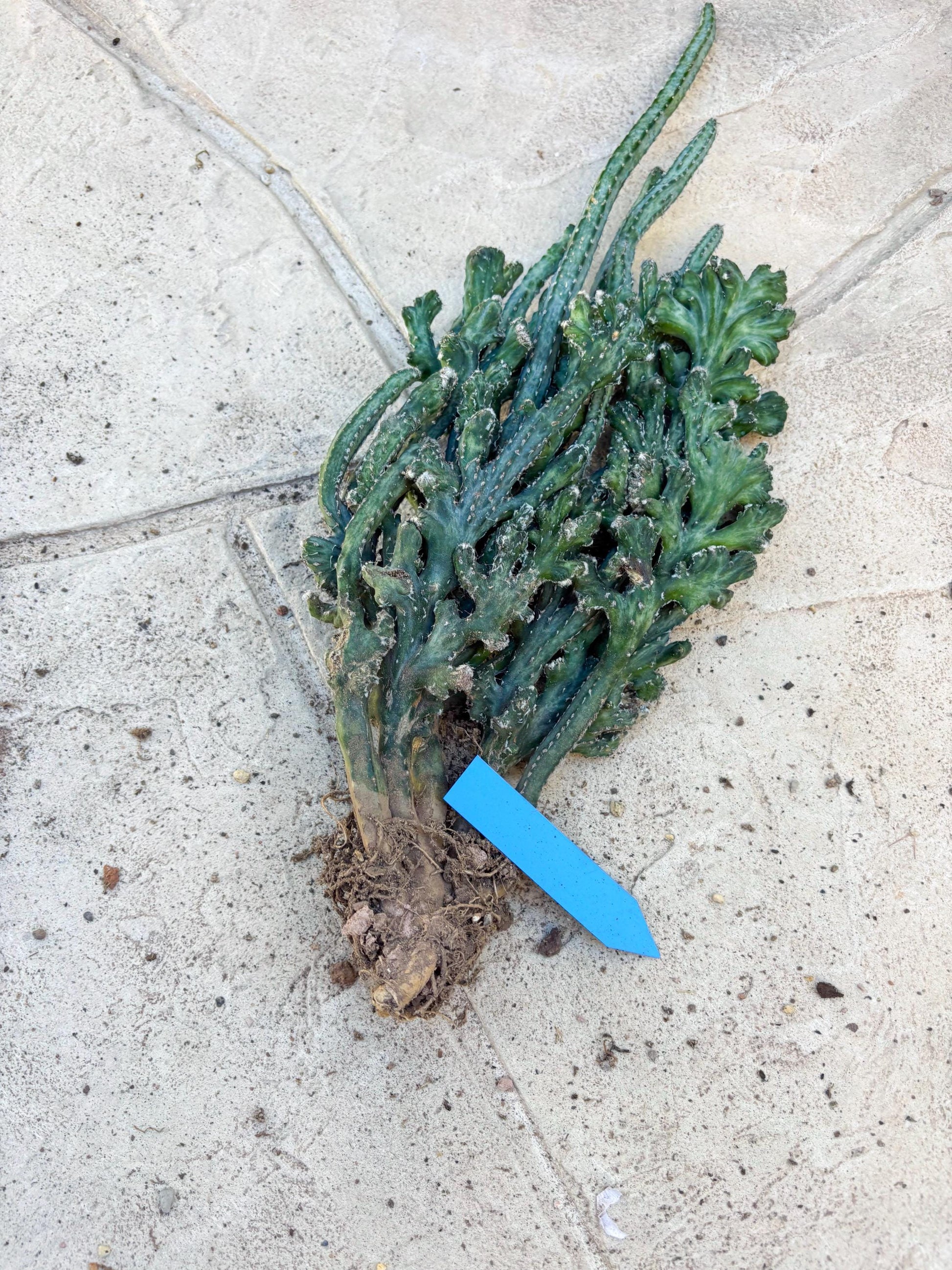 Monvillea spegazzinii cristata (Green) | Discounted lots of Scars