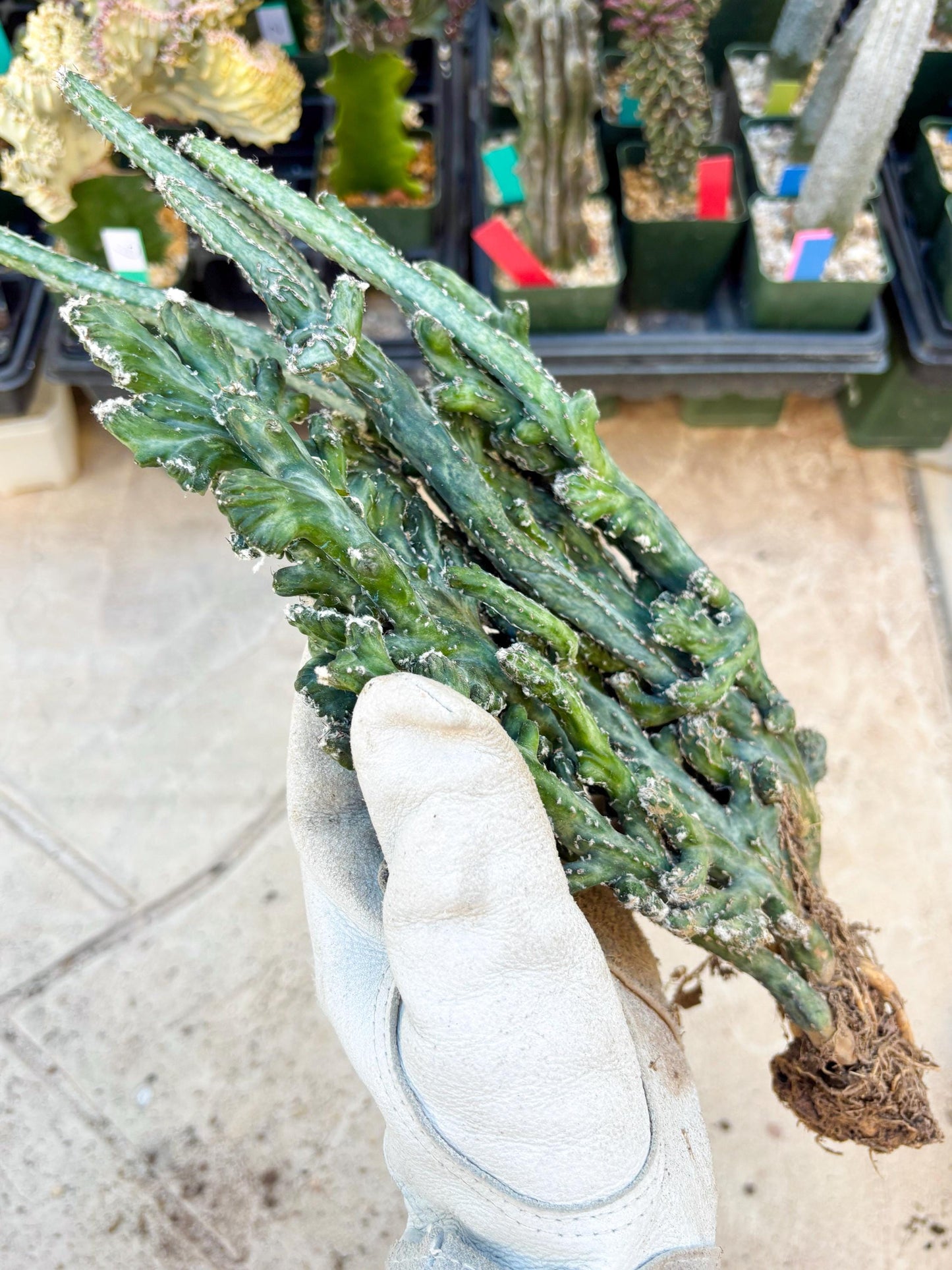 Monvillea spegazzinii cristata (Green) | Discounted lots of Scars