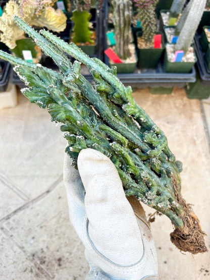 Monvillea spegazzinii cristata (Green) | Discounted lots of Scars