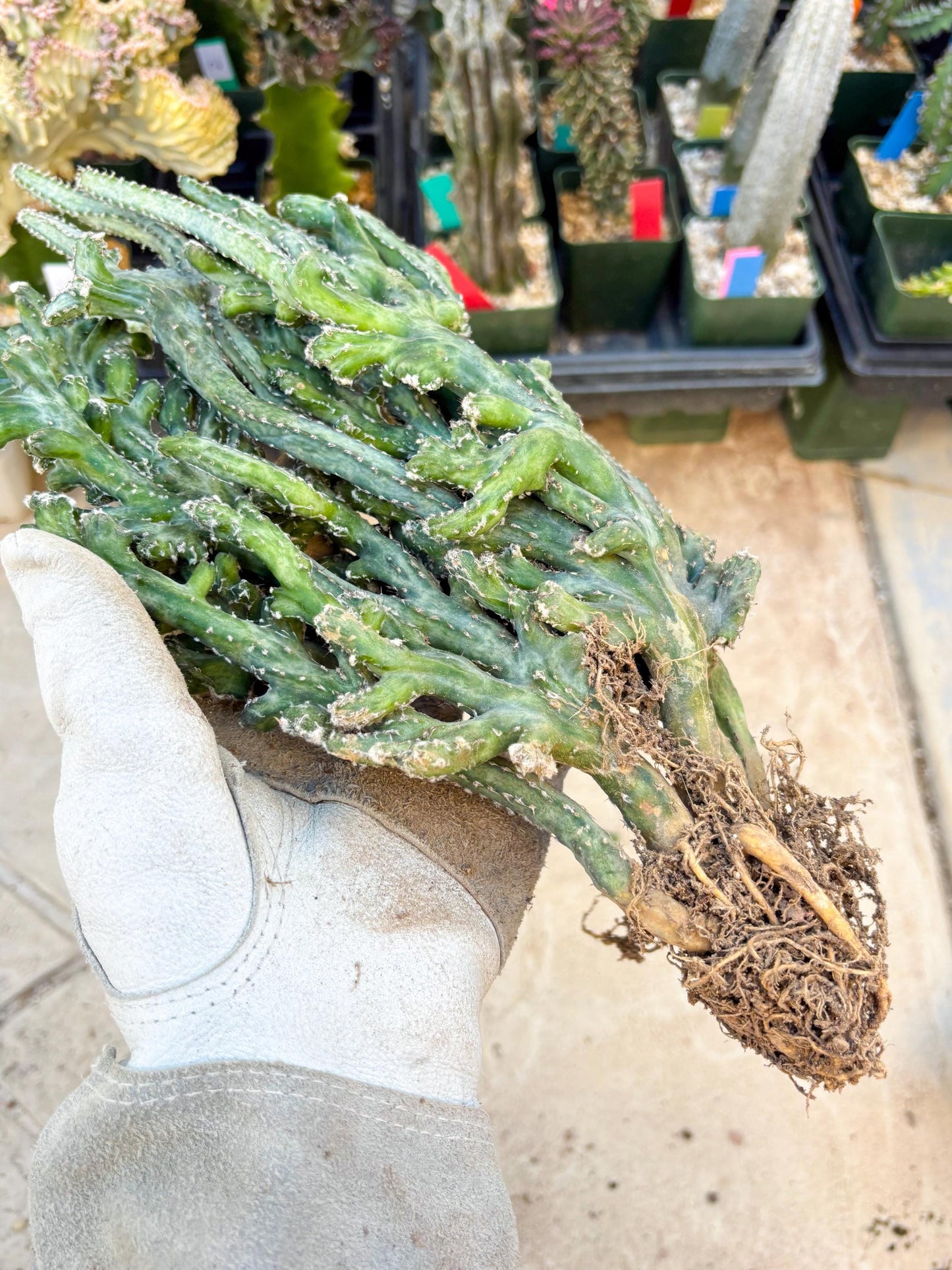 Monvillea spegazzinii cristata (Green) | Discounted lots of Scars