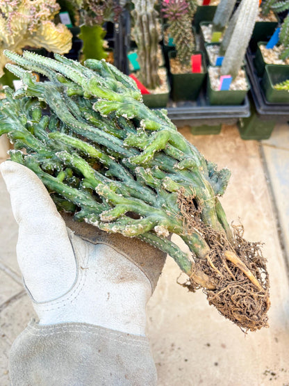 Monvillea spegazzinii cristata (Green) | Discounted lots of Scars