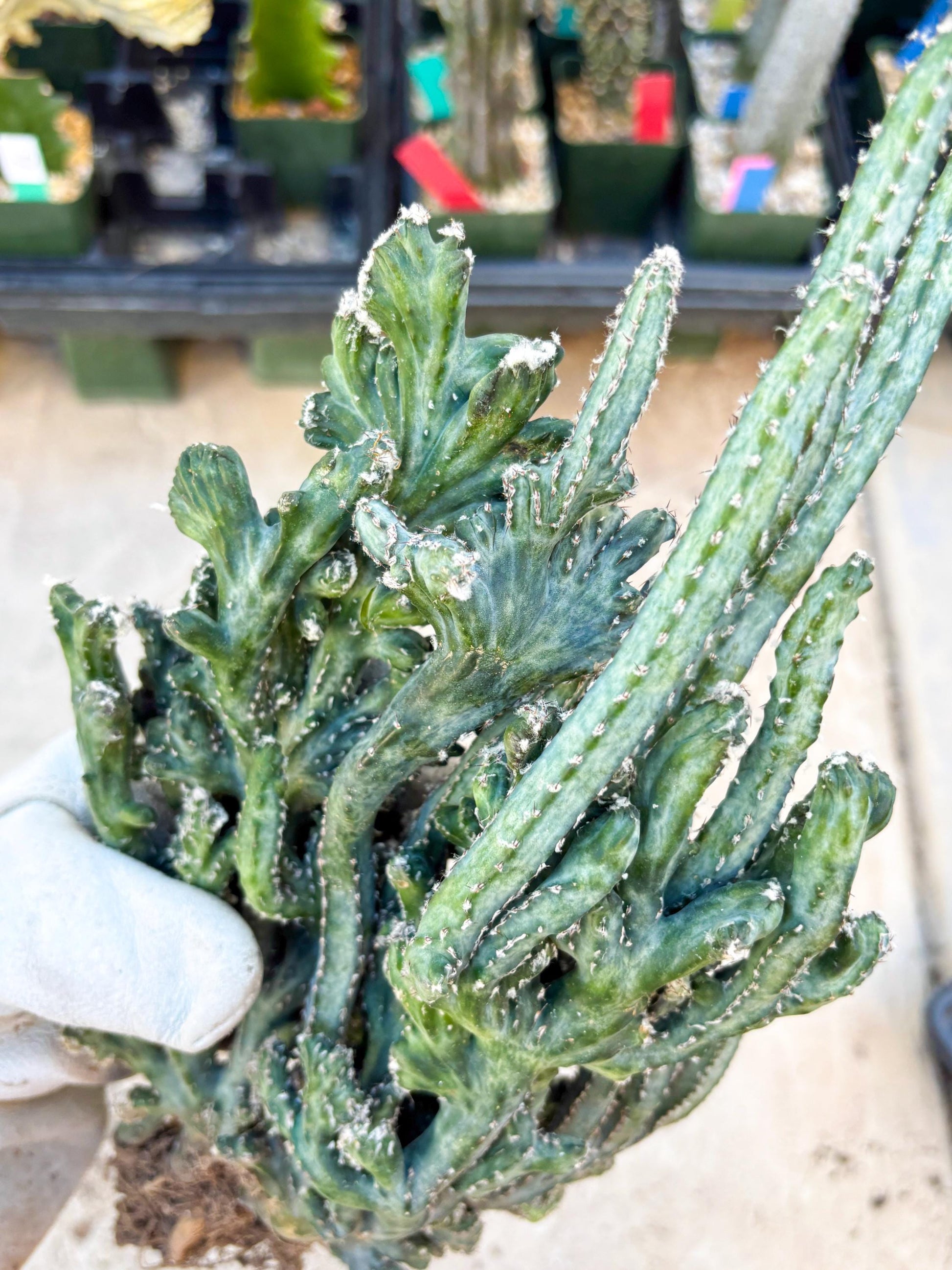 Monvillea spegazzinii cristata (Green) | Discounted lots of Scars