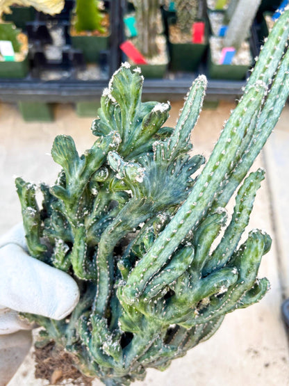 Monvillea spegazzinii cristata (Green) | Discounted lots of Scars