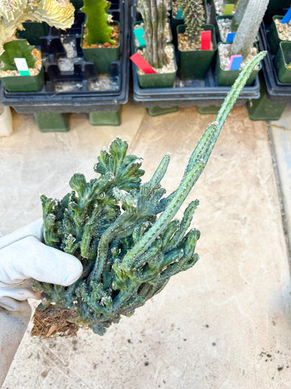 Monvillea spegazzinii cristata (Green) | Discounted lots of Scars