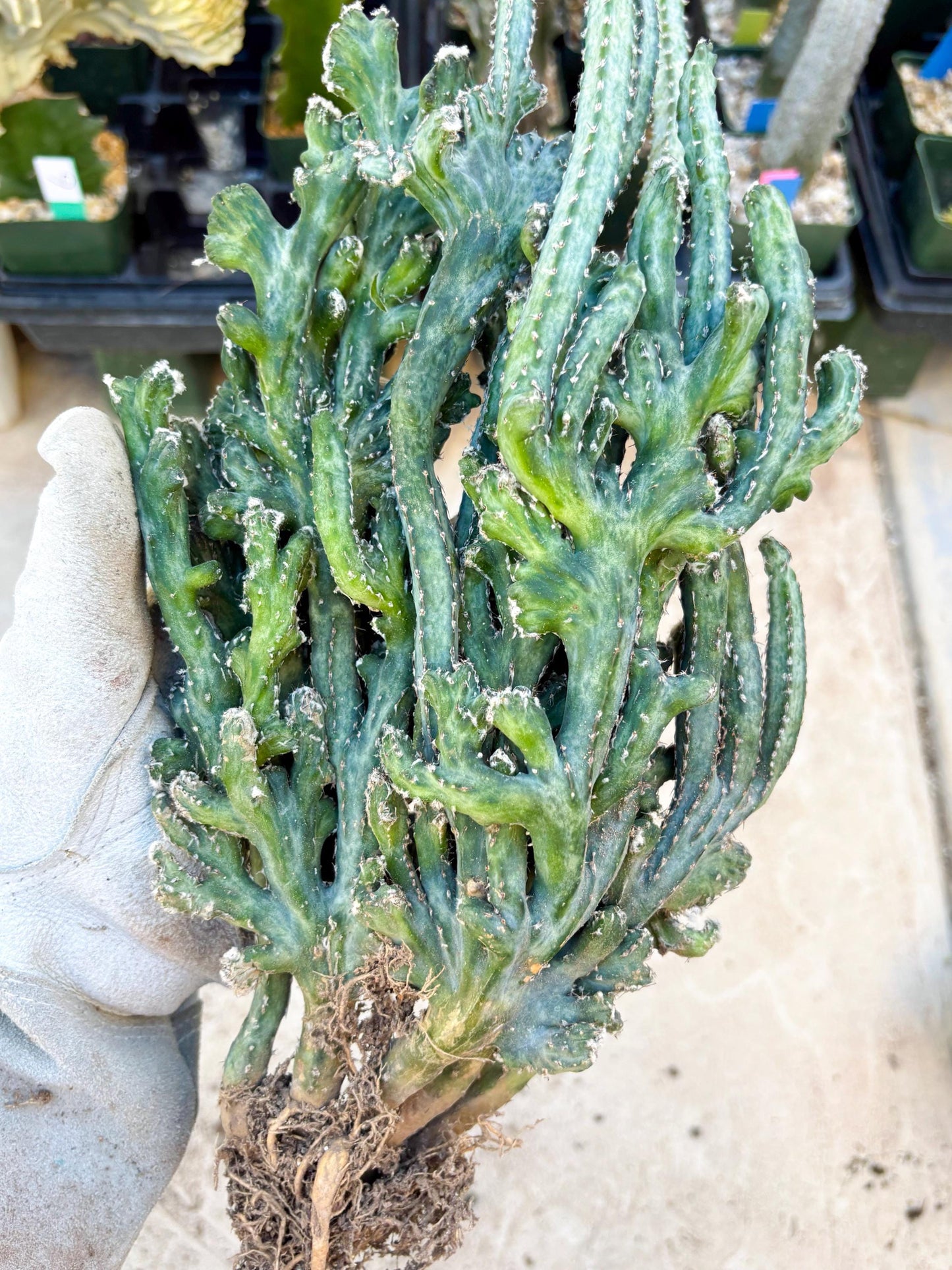 Monvillea spegazzinii cristata (Green) | Discounted lots of Scars