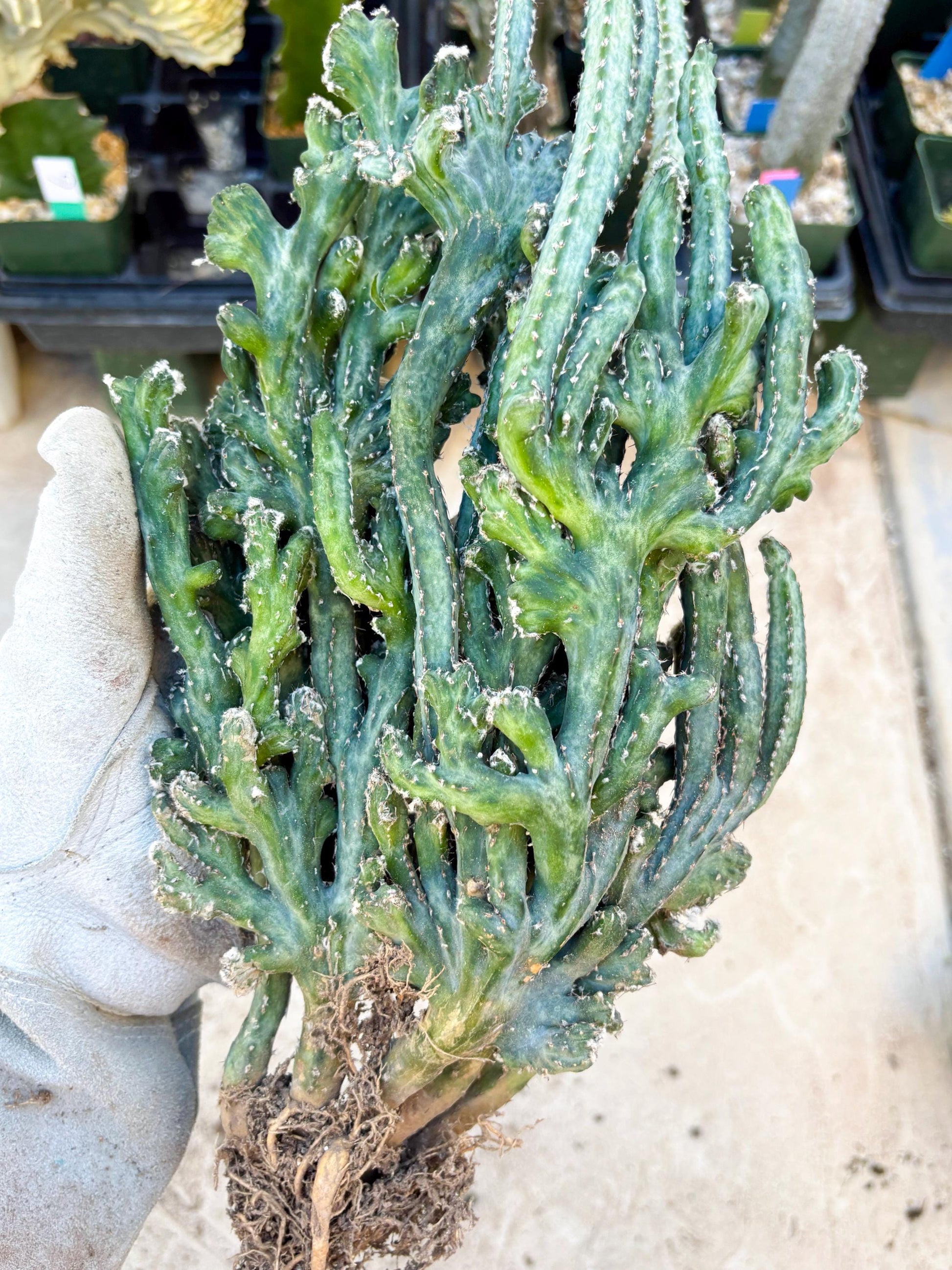 Monvillea spegazzinii cristata (Green) | Discounted lots of Scars
