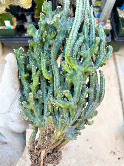 Monvillea spegazzinii cristata (Green) | Discounted lots of Scars