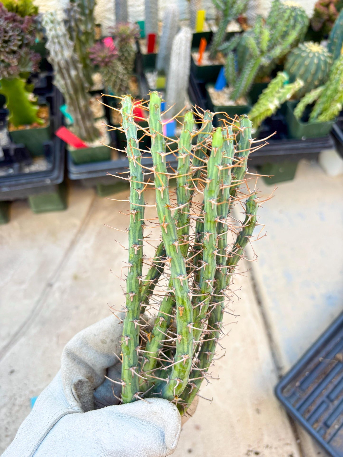 Euphorbia eyassiana (Green) | Discounted lots of Scars