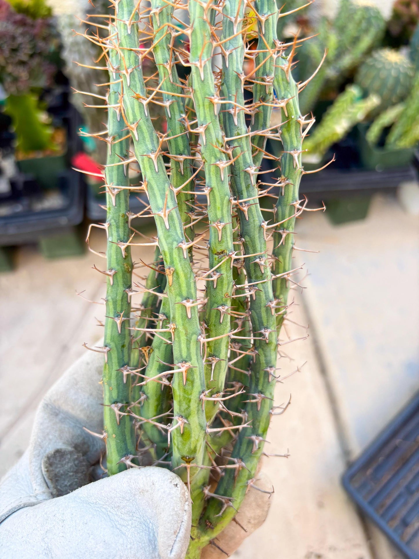 Euphorbia eyassiana (Green) | Discounted lots of Scars