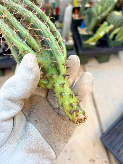 Euphorbia eyassiana (Green) | Discounted lots of Scars