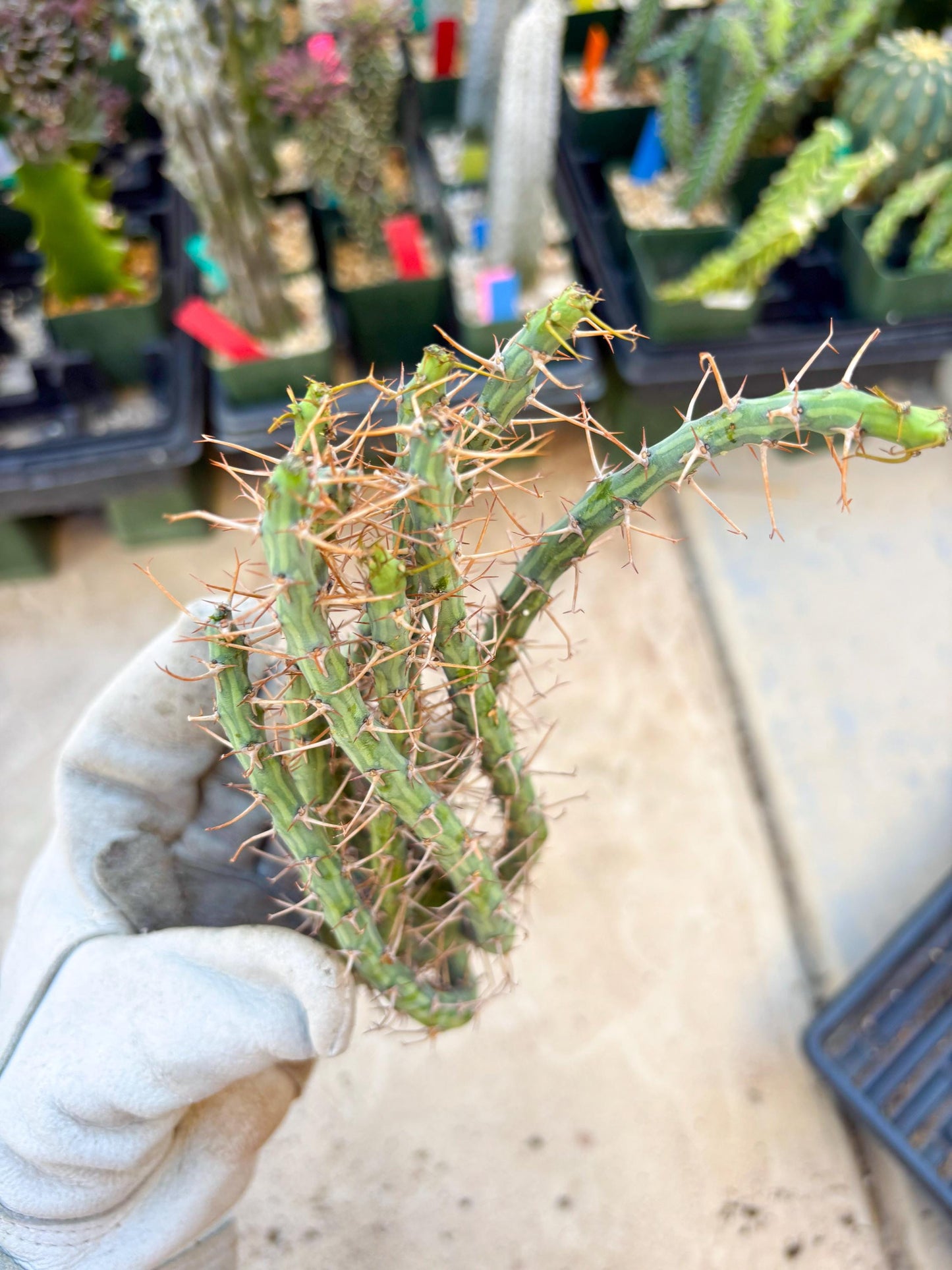 Euphorbia eyassiana (Green) | Discounted lots of Scars