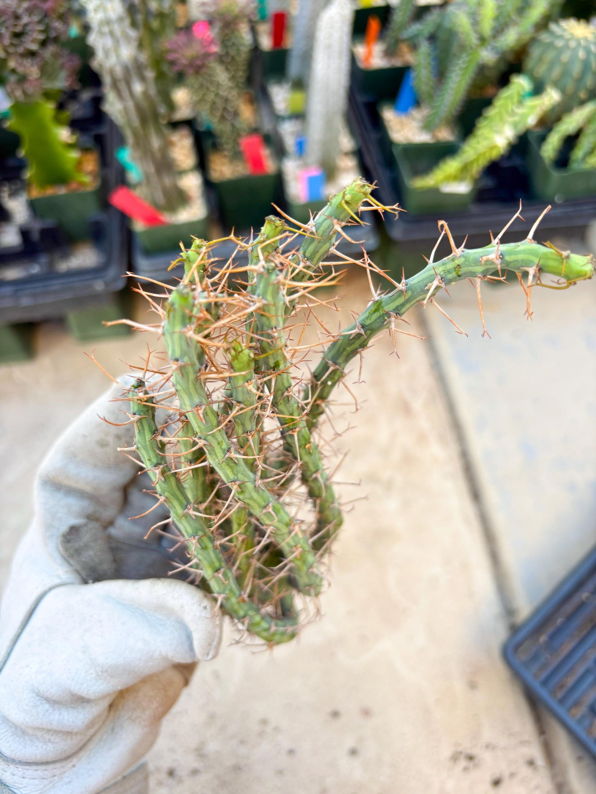 Euphorbia eyassiana (Green) | Discounted lots of Scars