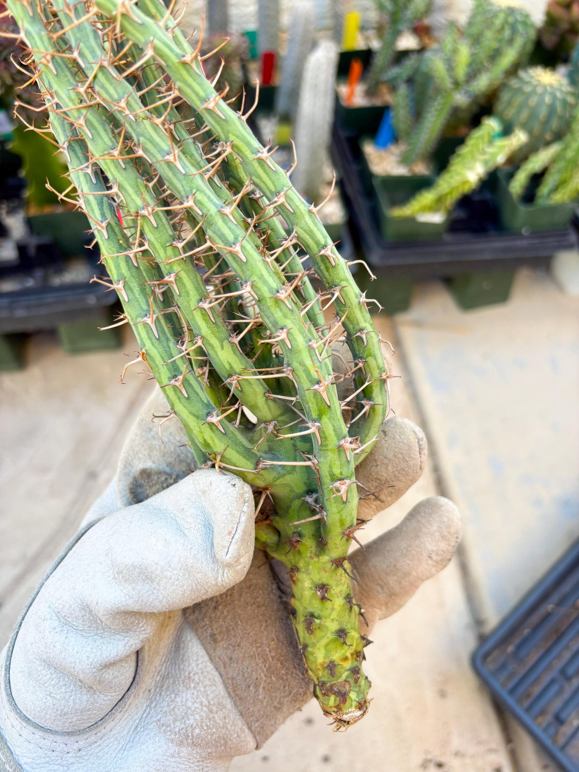 Euphorbia eyassiana (Green) | Discounted lots of Scars