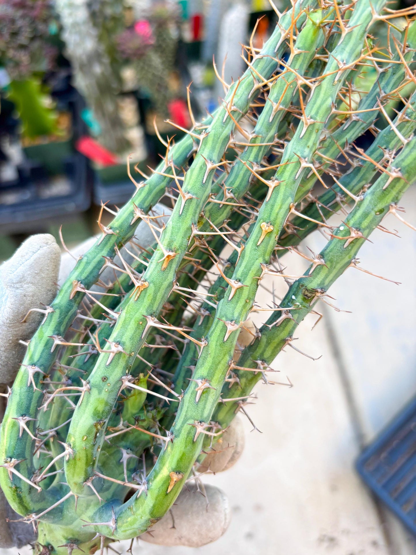 Euphorbia eyassiana (Green) | Discounted lots of Scars