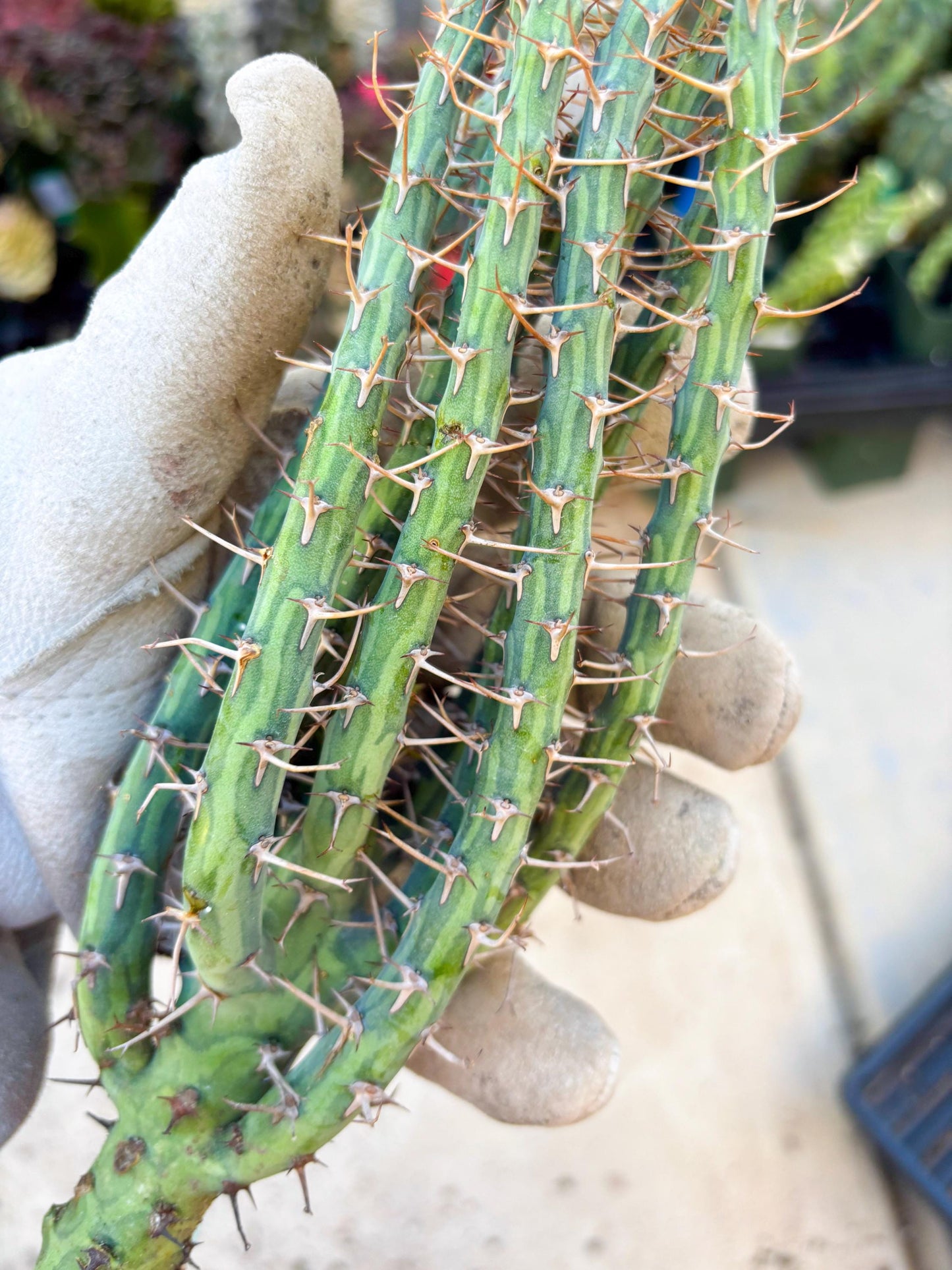 Euphorbia eyassiana (Green) | Discounted lots of Scars