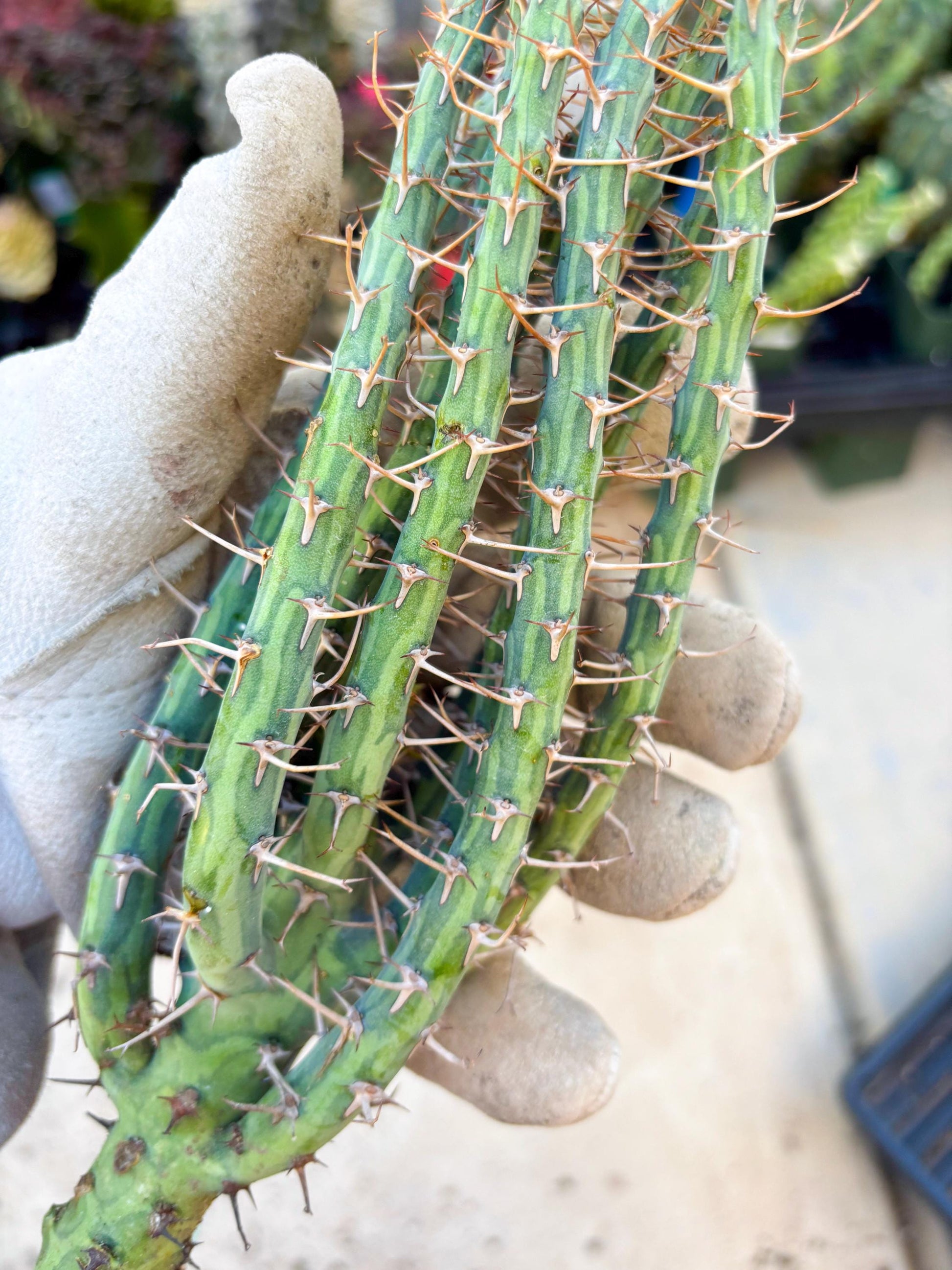 Euphorbia eyassiana (Green) | Discounted lots of Scars