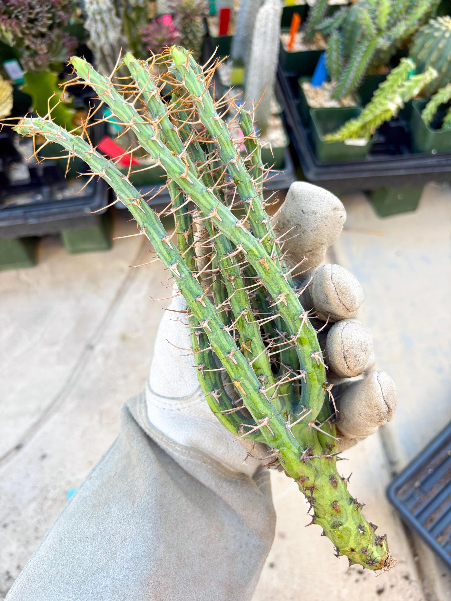 Euphorbia eyassiana (Green) | Discounted lots of Scars