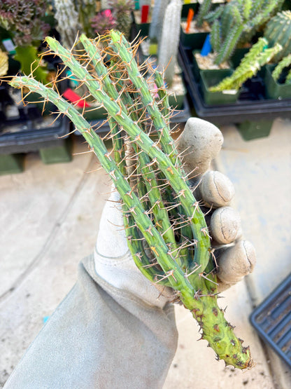 Euphorbia eyassiana (Green) | Discounted lots of Scars