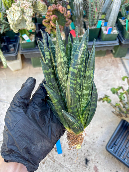 Sansevieria Gaster (Blue) | imported Plants