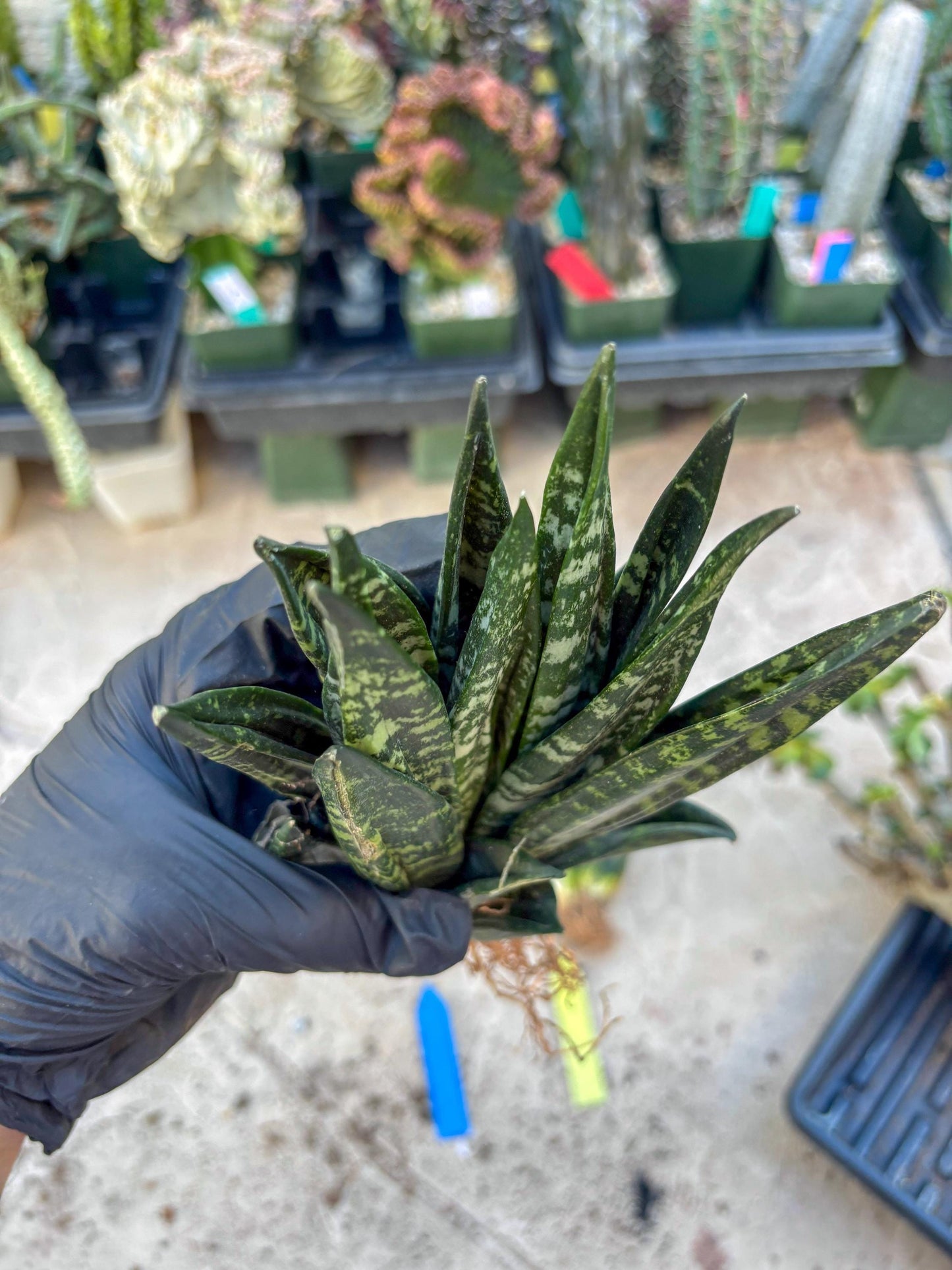 Sansevieria Gaster (Blue) | imported Plants