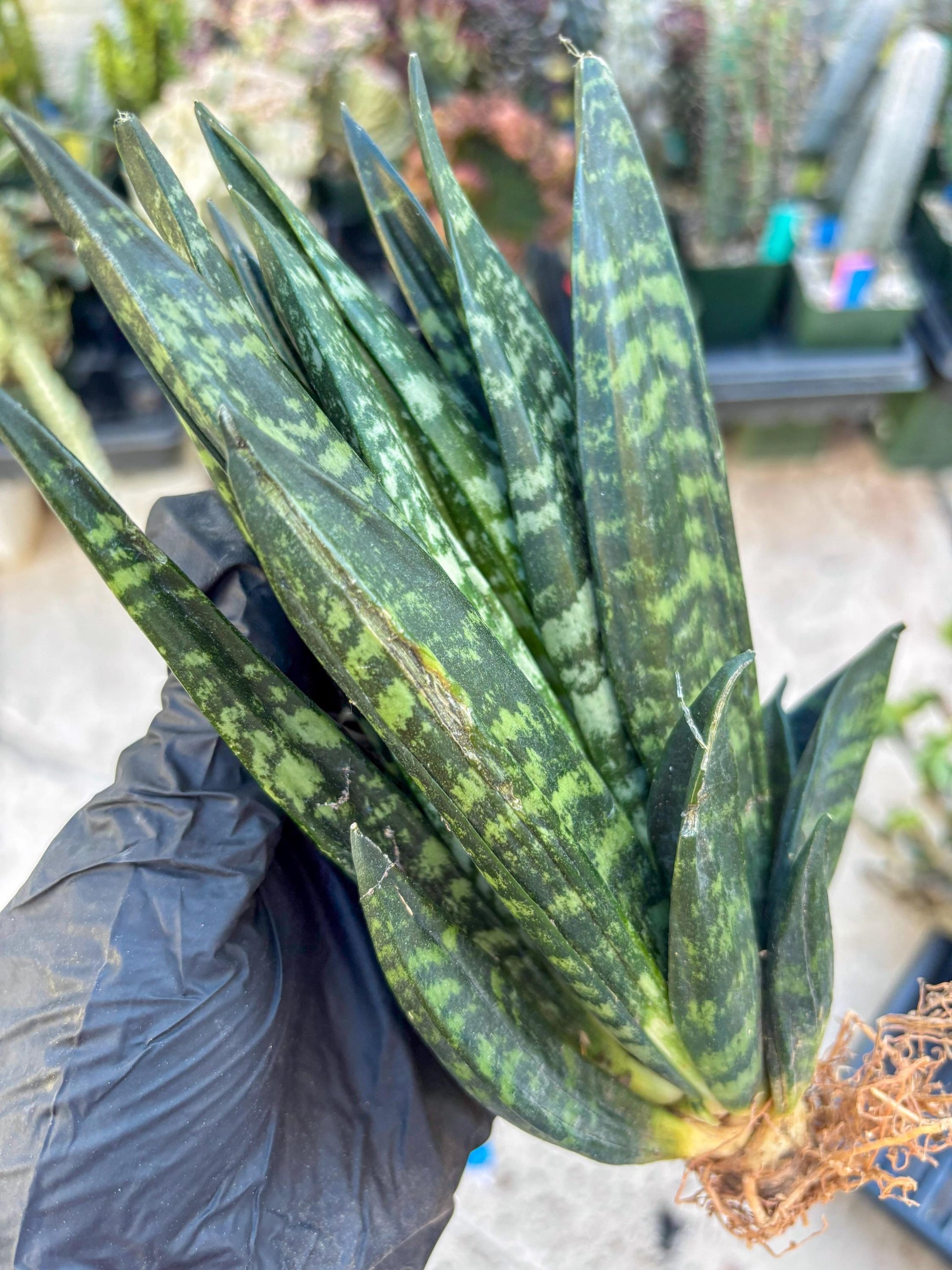 Sansevieria Gaster (Blue) | imported Plants