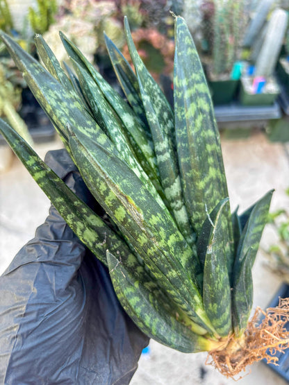 Sansevieria Gaster (Blue) | imported Plants