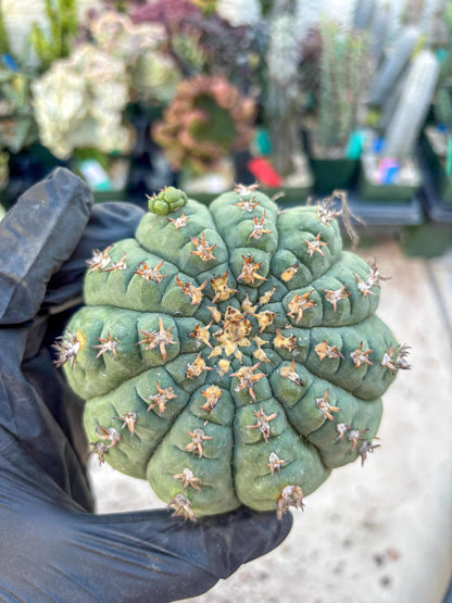 Gymnocalycium spegazzinii v.unguispinum (#2) | Imported Cactus