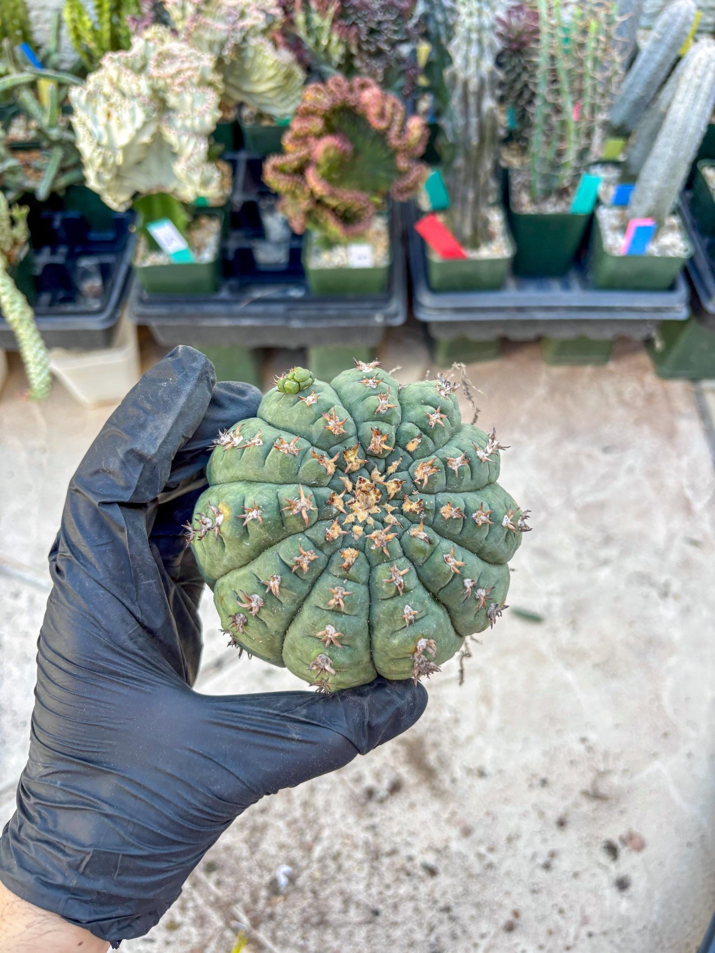 Gymnocalycium spegazzinii v.unguispinum (#2) | Imported Cactus