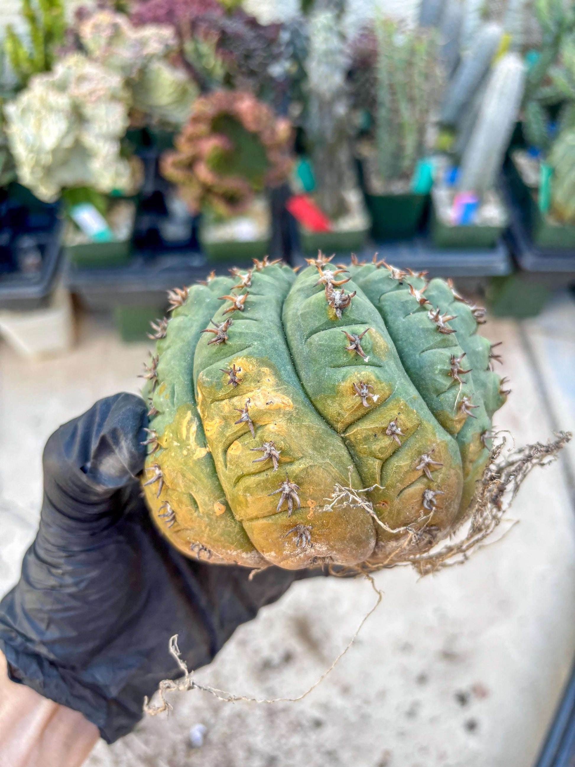 Gymnocalycium spegazzinii v.unguispinum (#2) | Imported Cactus