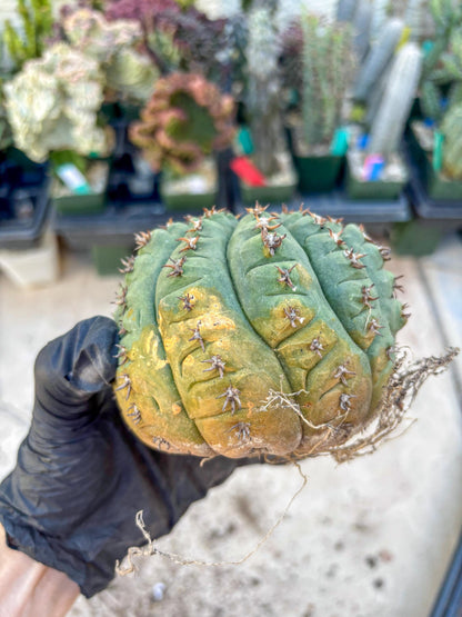 Gymnocalycium spegazzinii v.unguispinum (#2) | Imported Cactus