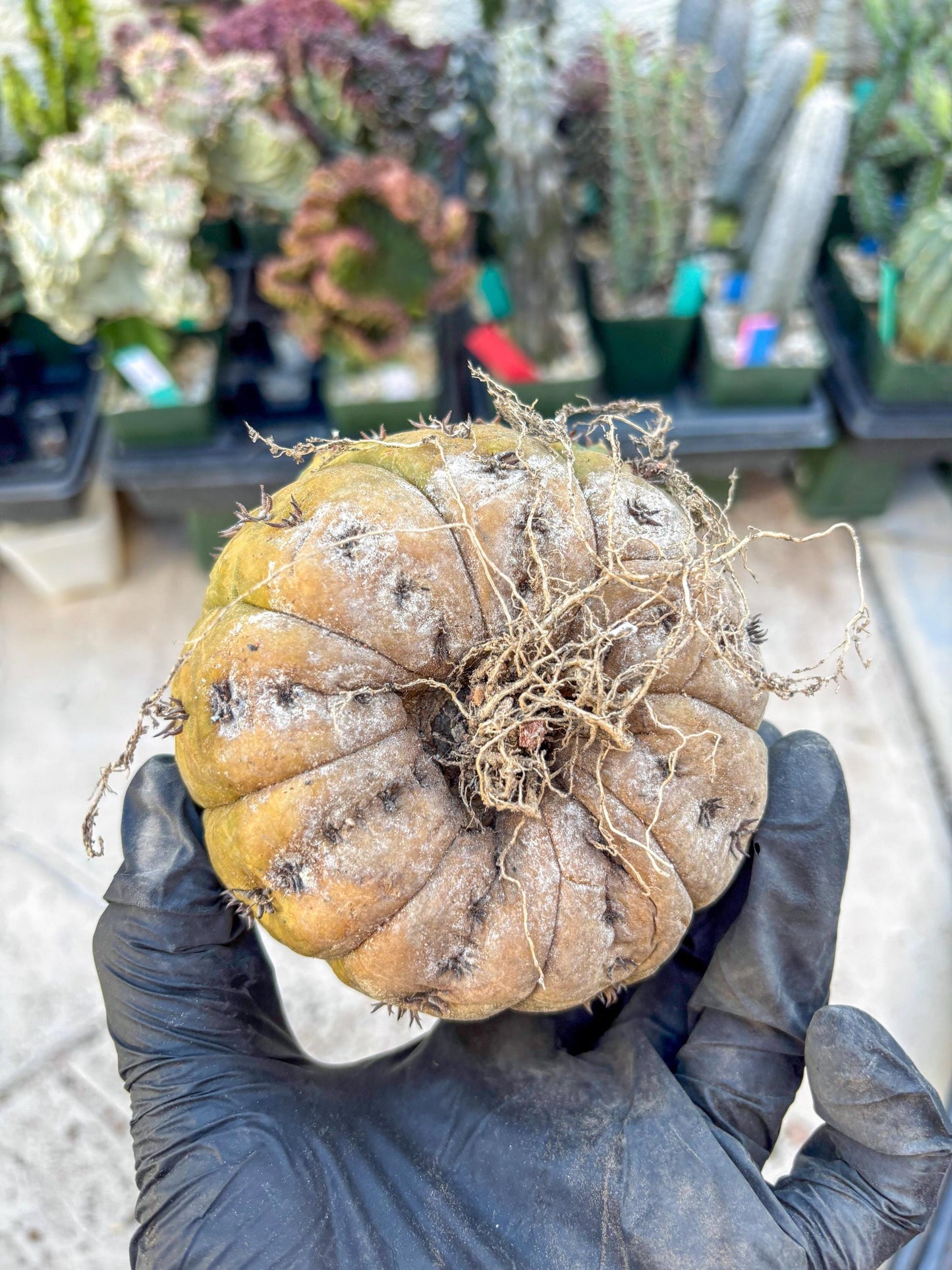 Gymnocalycium spegazzinii v.unguispinum (#2) | Imported Cactus