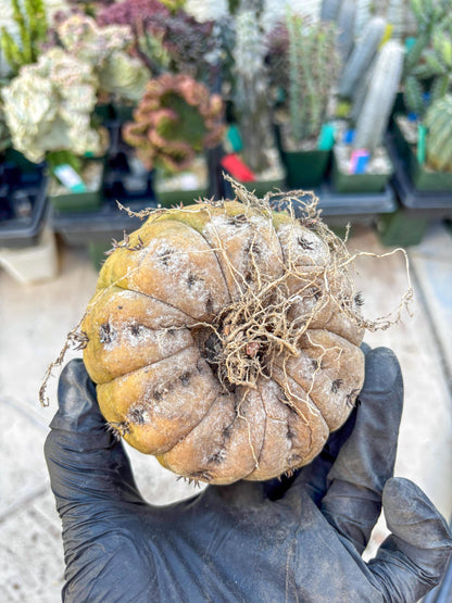 Gymnocalycium spegazzinii v.unguispinum (#2) | Imported Cactus
