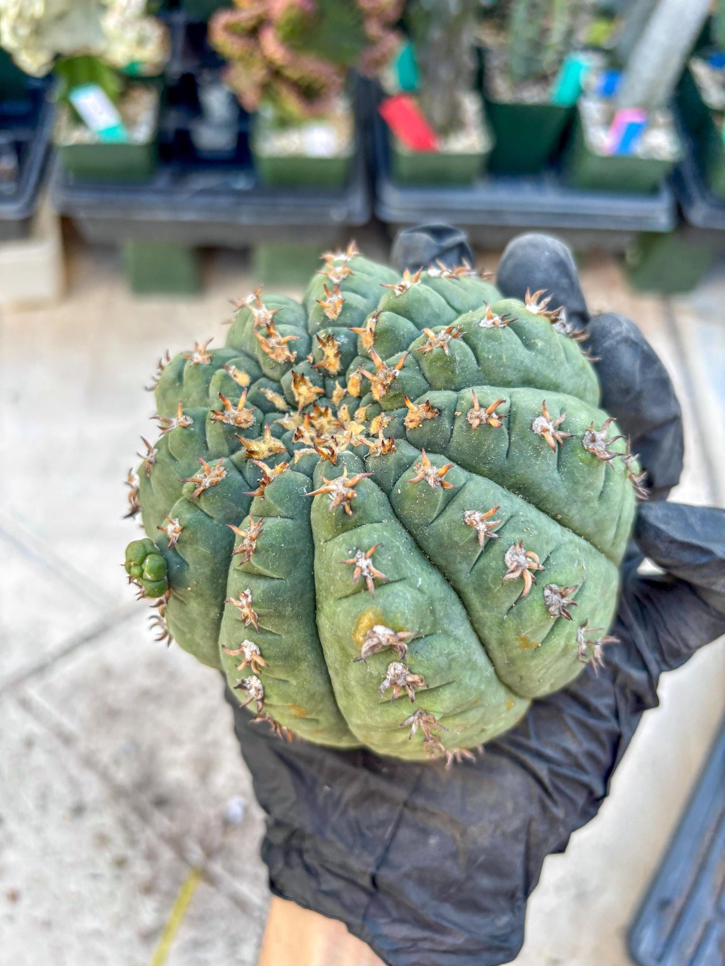 Gymnocalycium spegazzinii v.unguispinum (#2) | Imported Cactus