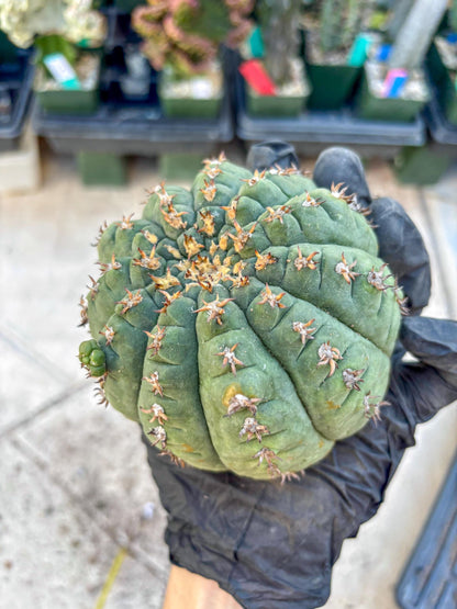 Gymnocalycium spegazzinii v.unguispinum (#2) | Imported Cactus