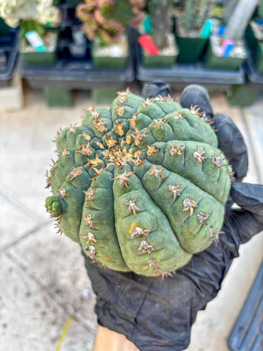 Gymnocalycium spegazzinii v.unguispinum (#2) | Imported Cactus