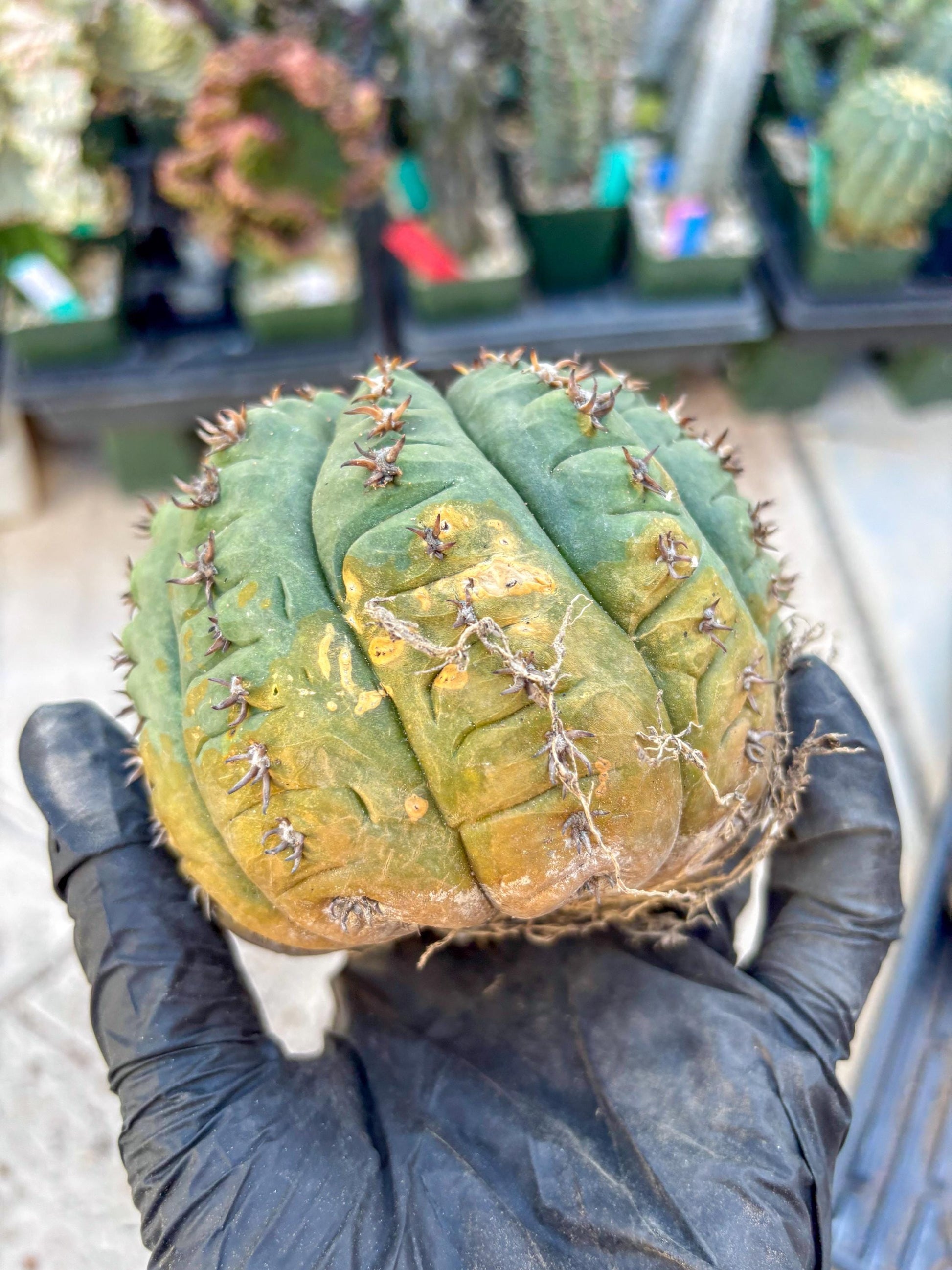Gymnocalycium spegazzinii v.unguispinum (#2) | Imported Cactus