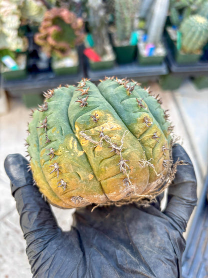 Gymnocalycium spegazzinii v.unguispinum (#2) | Imported Cactus