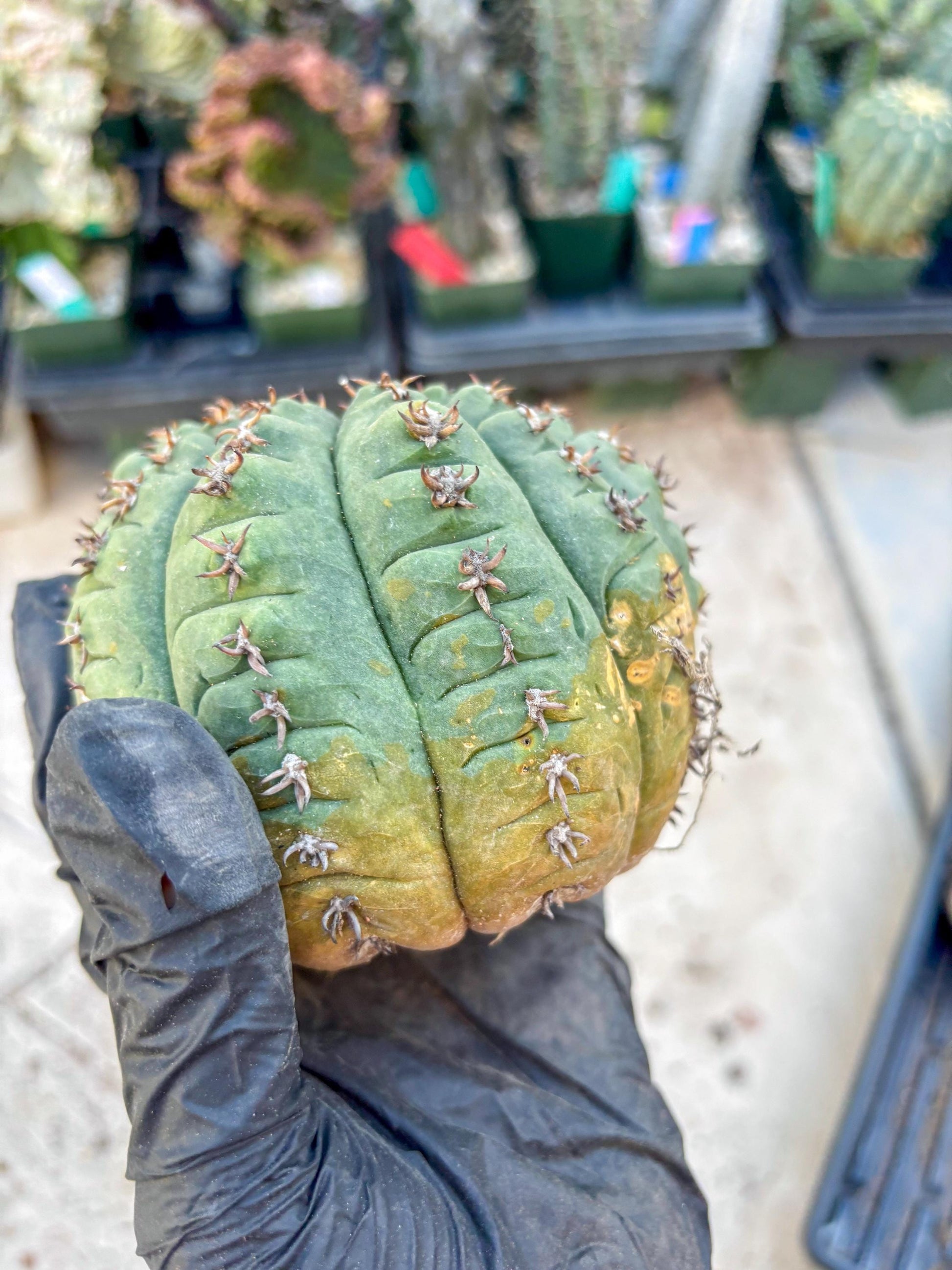 Gymnocalycium spegazzinii v.unguispinum (#2) | Imported Cactus