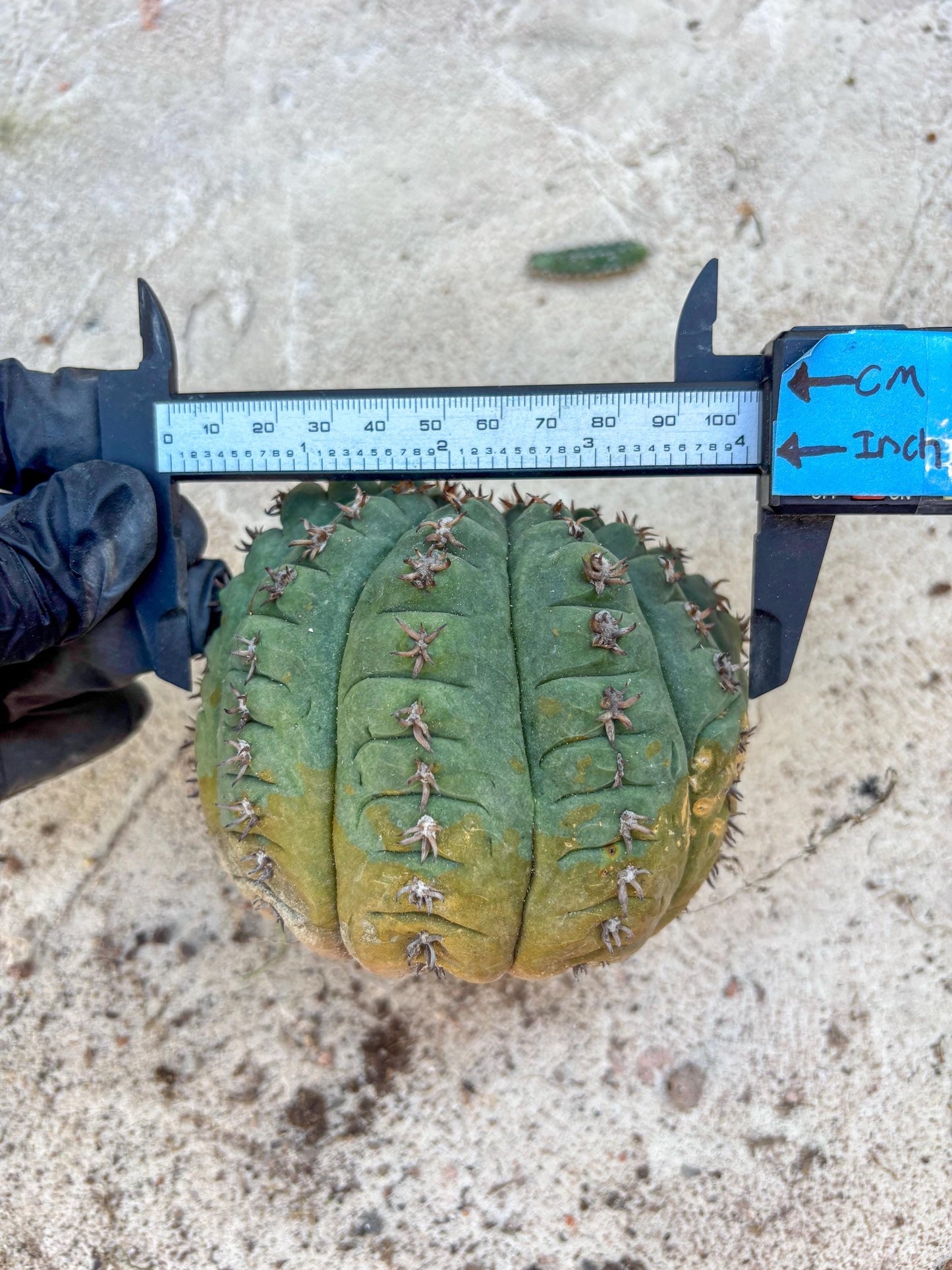 Gymnocalycium spegazzinii v.unguispinum (#2) | Imported Cactus