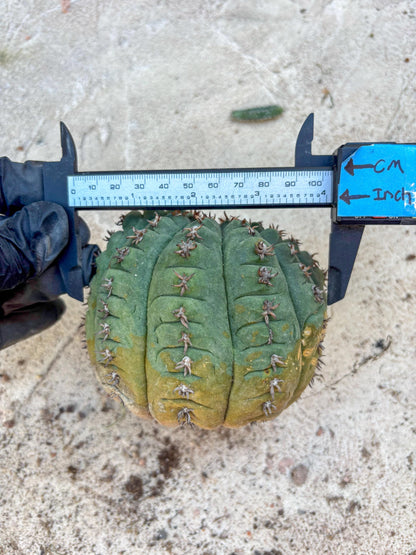 Gymnocalycium spegazzinii v.unguispinum (#2) | Imported Cactus