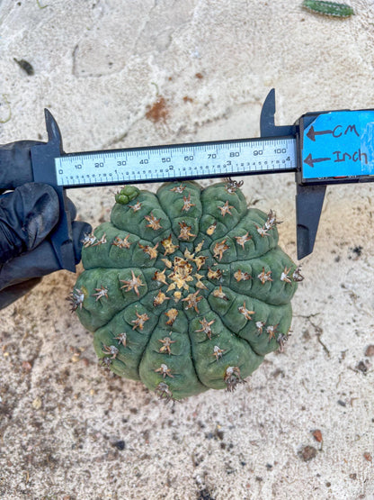 Gymnocalycium spegazzinii v.unguispinum (#2) | Imported Cactus